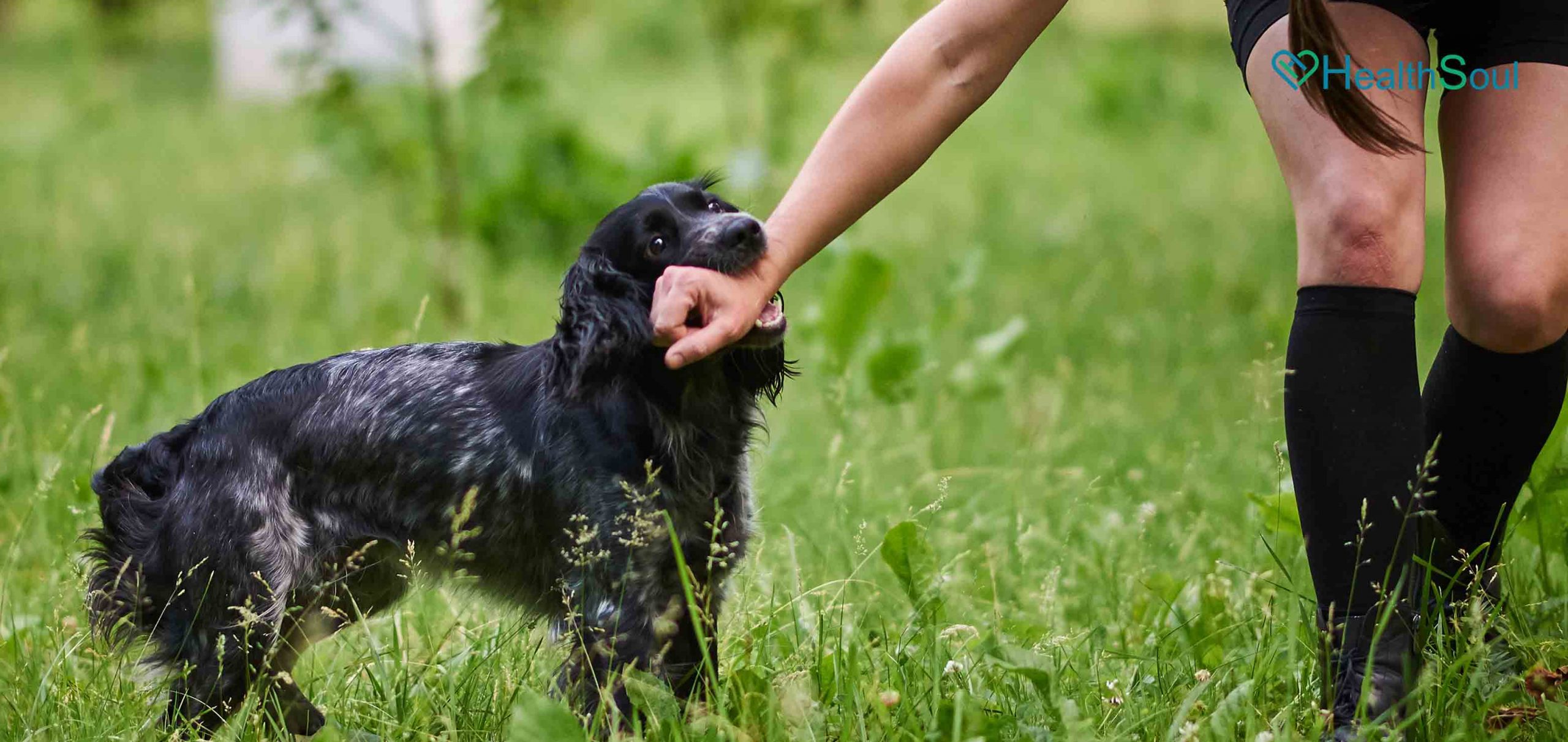 4 Symptoms of a dog bite infection scaled | HealthSoul