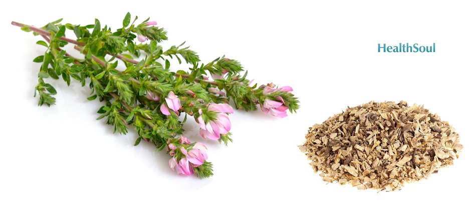 Restharrow root | HealthSoul