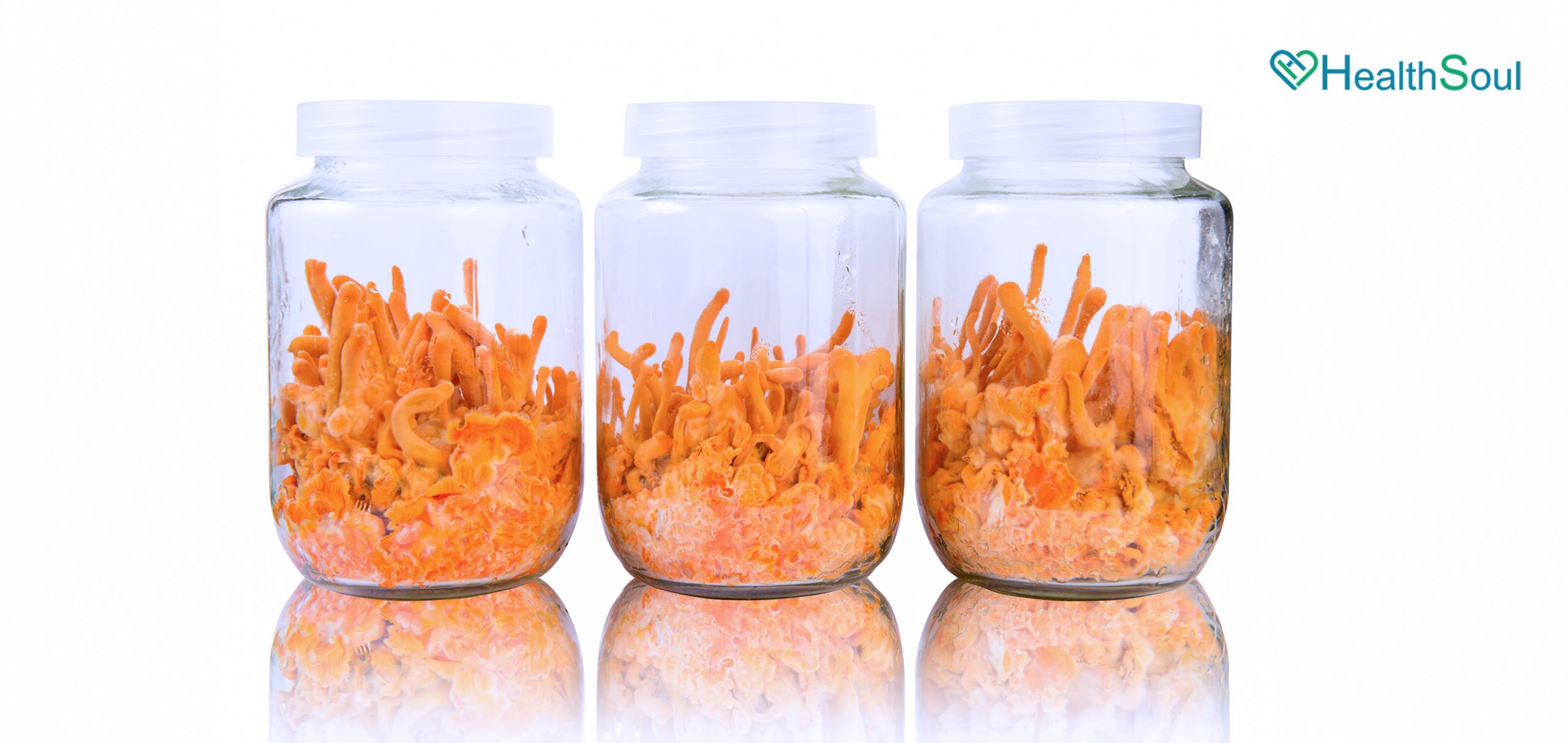 Cordyceps Benefits and Uses | HealthSoul